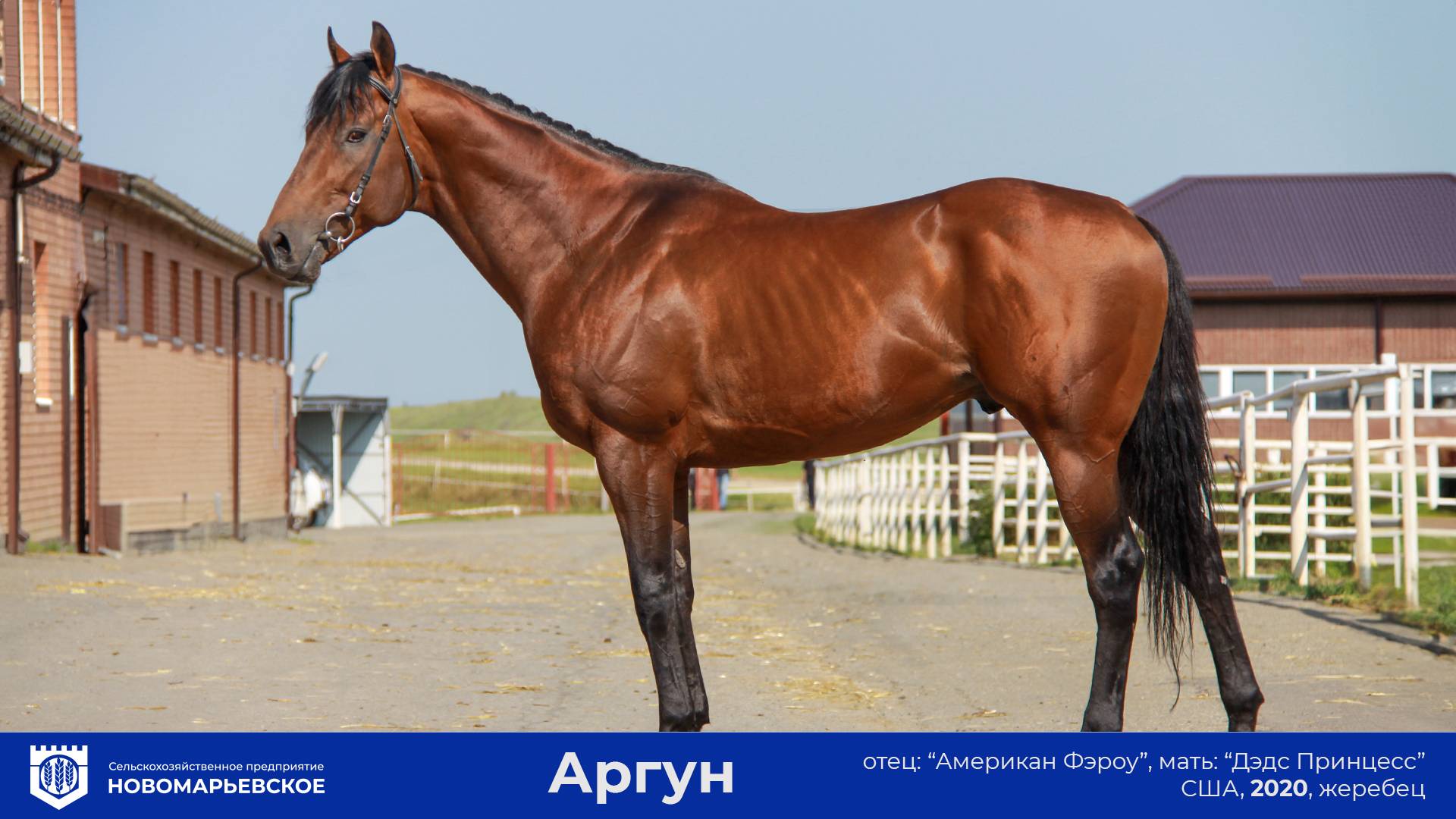 Действующий жеребец-производитель. Аргун (Argun) (США) 2020