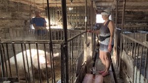 Свиноматка чуть не откусила голову поросенку, как отвлеч СВИНОМАТКУ😬