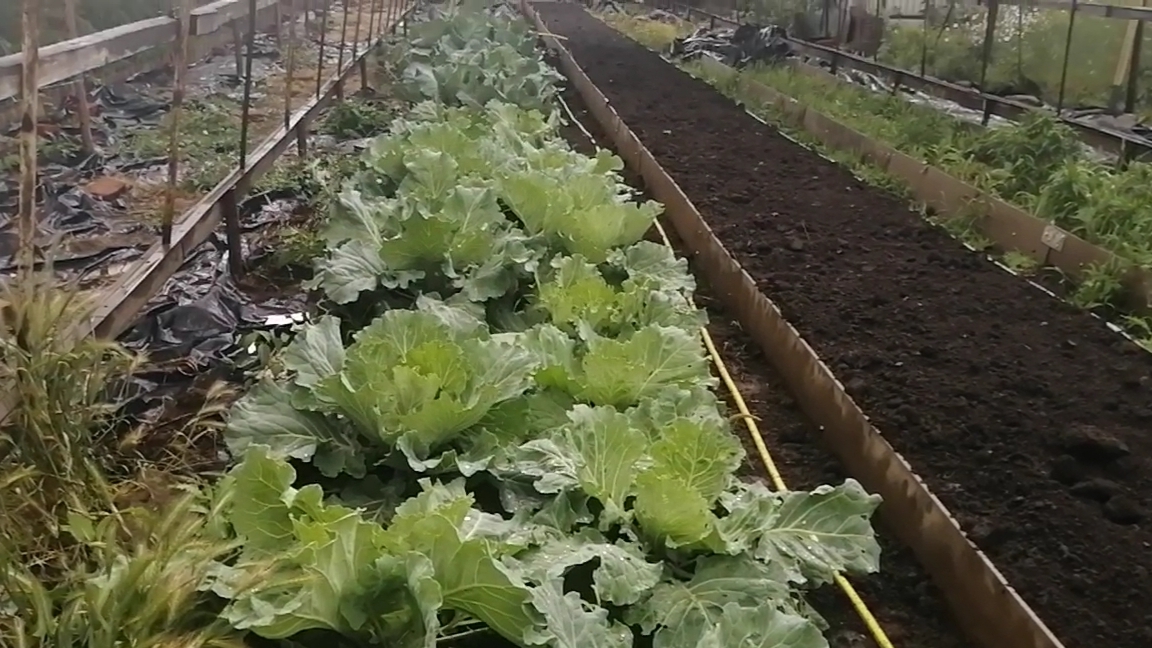 Капуста. Семена из магазина