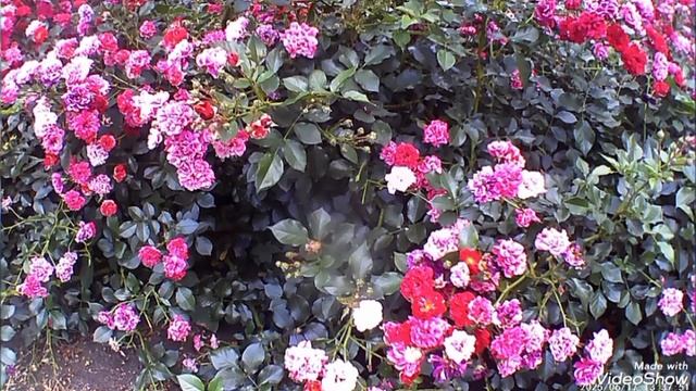 Мариуполь ⛵ цветы смотреть онлайн