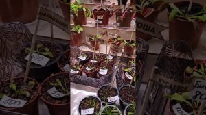 Цветочная выставка, Краснодар.