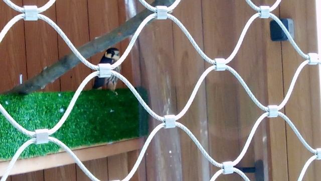 Центр спасения птиц московского зоопарка. Чеглок.