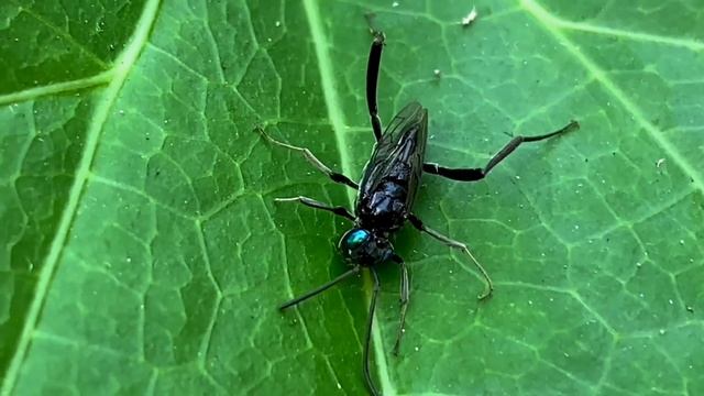 Дикая Индия. Как проводят утро насекомые смотреть онлайн