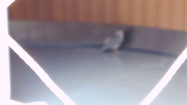 Центр спасения птиц московского зоопарка. Полевой лунь.