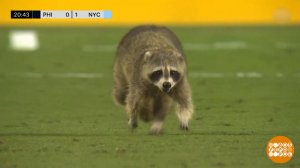 Еноты тоже любят футбол. Доброе утро. Фрагмент выпуска от 18.06.2025