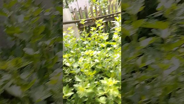 Сад огород часть 2.