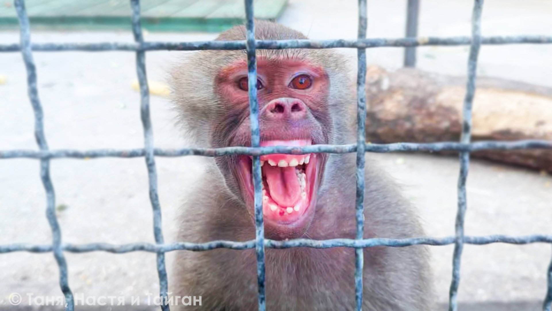 Банда хулиганов! Степа ГРЫЗЕТ и ГОНЯЕТ Тосю и Маню, а Люся ЗАЩИЩАЕТ... Степу? Спелись брат с сестрой смотреть онлайн
