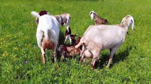 ПРИВЕЗЛИ ПОМОЩНИКОВ ИЗ МОСКВЫ