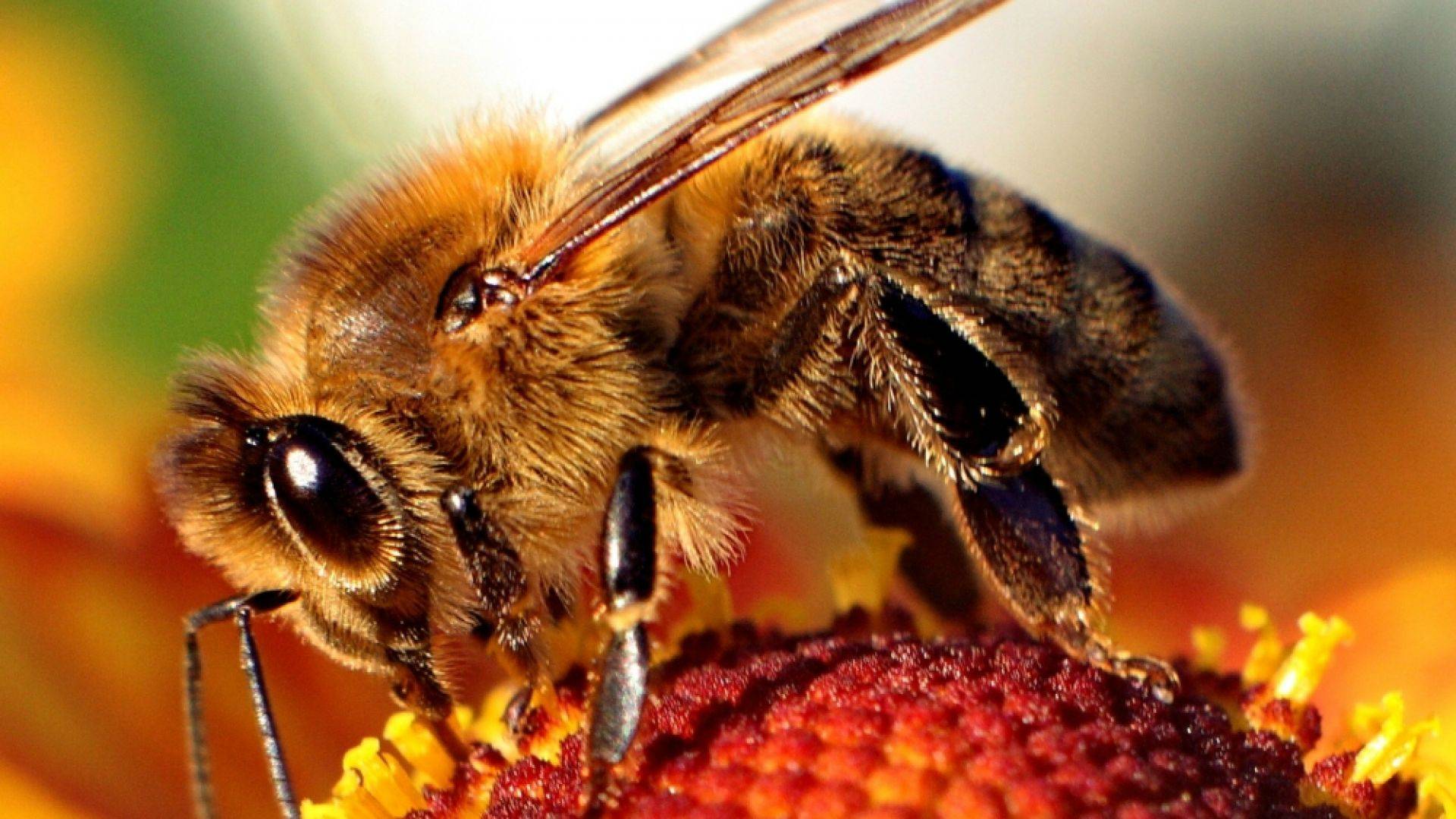 ПЧЁЛЫ - МЕДОВЫЕ ХРОНИКИ. Удивительные факты о мире ПЧЁЛ