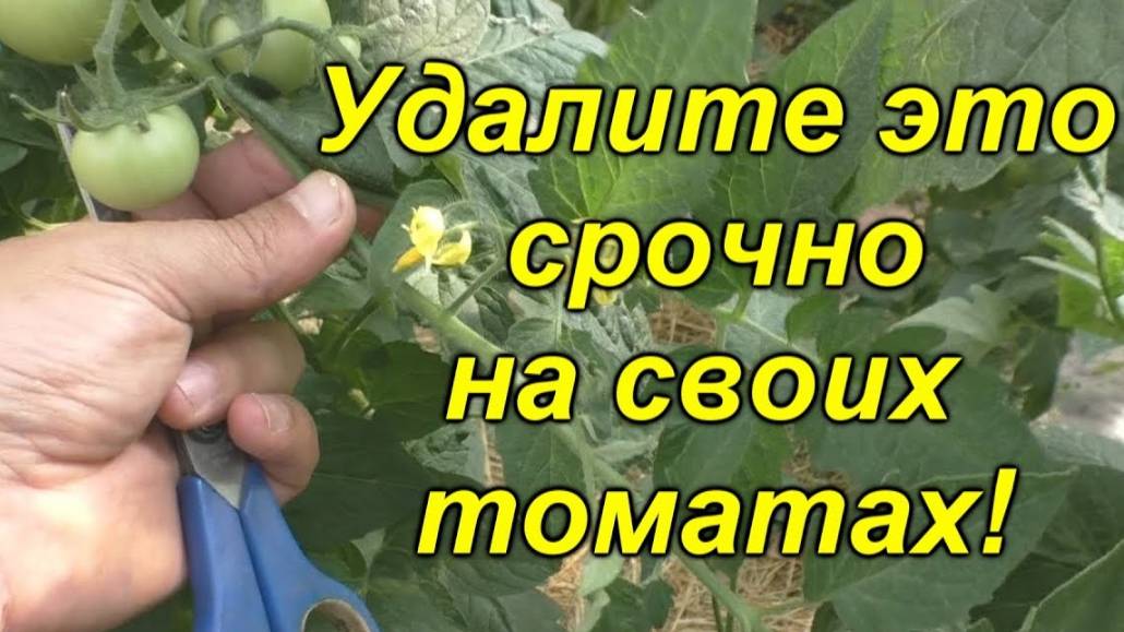 🌱Израстание кисти томата, как не пропустить момент удаления? ✂️ смотреть онлайн