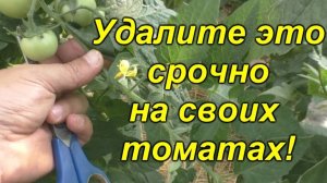 🌱Израстание кисти томата, как не пропустить момент удаления? ✂️