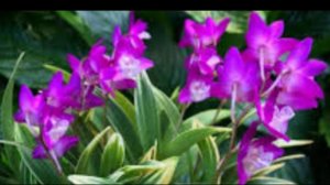 П-2.Ч12. Реанимация  трёх деток Cingianum и наращивание на них второго этапа новых бульбы.