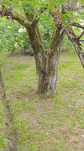 дружелюбная черная белка в дендраии Сочи #сочи #дендрарий смотреть онлайн