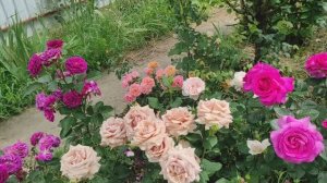 Розы в цвету❣️Вам трудно подобрать сочетание?