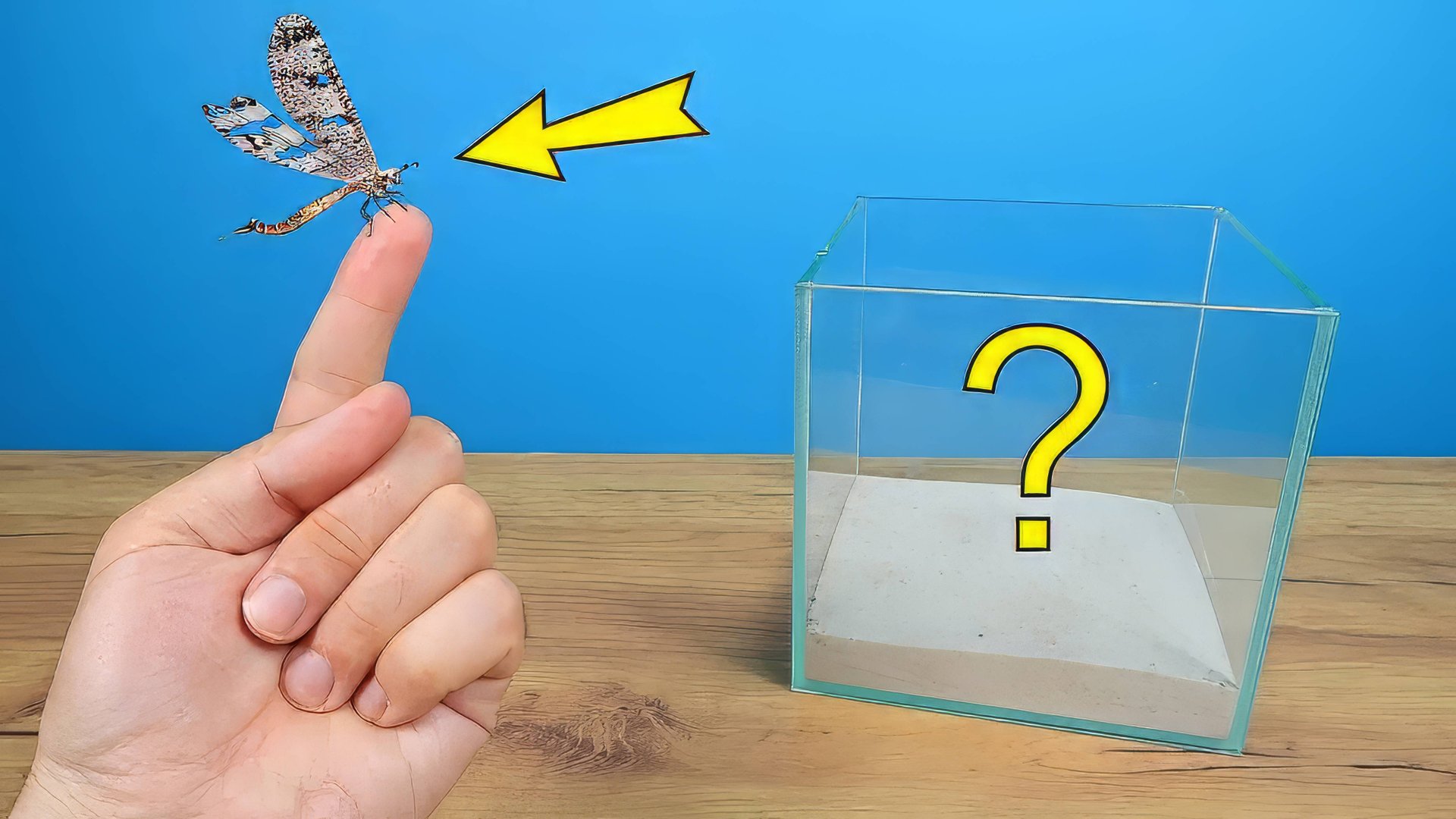 КУДА ПРОПАЛ Муравиный Лев ВОТ ЧТО ВЫЛЕЗЛО из Кокона!