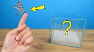 КУДА ПРОПАЛ Муравиный Лев ВОТ ЧТО ВЫЛЕЗЛО из Кокона!