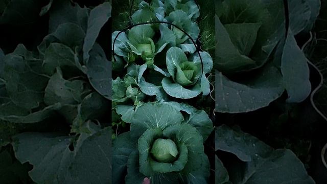 после дождя удобряем ВСЕ!