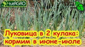 ЧЕСНОК ПРОСИТ ЭТУ ПОДКОРМКУ! Крупный чеснок без гнилей и порчи, пролежит до лета с этой подкормкой.