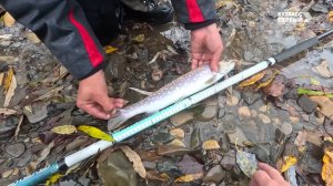 Сибирский лов. Выпуск 76