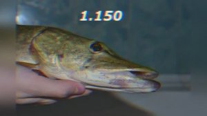 Рыбалка на Урале. Майская щука. Платник. На Калиновке