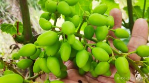 Обработка винограда в период дождей и не только