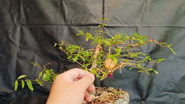 √6 гранат 111 (Бонсай)