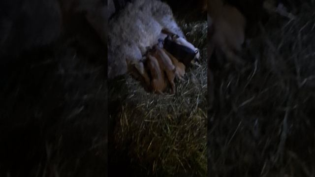 венгерская мангалица смотреть онлайн