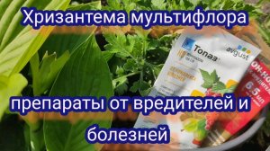 Хризантема мультифлора. Борьба с вредителями и болезнями. Профилактика болезней