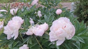 Пионы молочноцветковые (аваланш), цветение