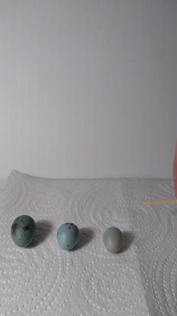 Гибридизация 2025г. ЧУДО НЕ ПРОИЗОШЛО. #birds #birdslover #birdsound