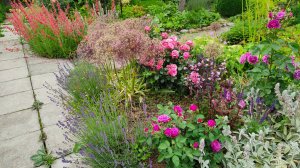 Цветет роза Миранда и Розанна, дизайн южного сада, цветы-партнёры роз. Ответы на вопросы. 15.06.25г