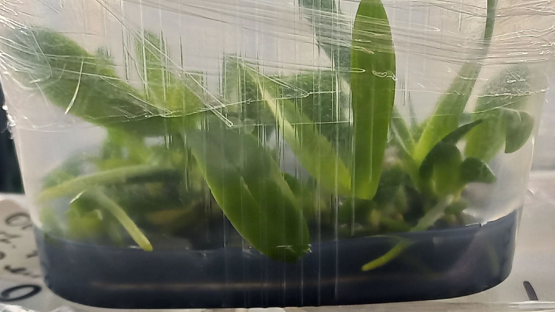 Мои орхидеи в Банках Фласки в Питательной Среде, ОБЗОР для вас. смотреть онлайн