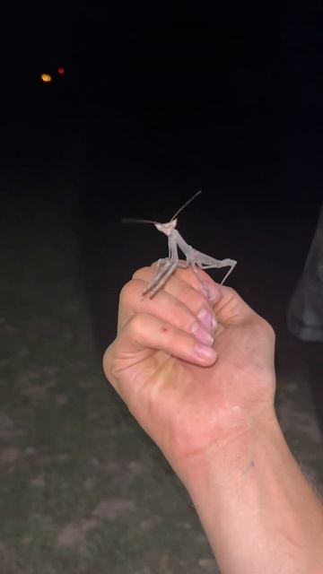 В Намибии мне в ногу врезался вот такой инопланетянин #кейптаун #намибия #юар #travel #палочник