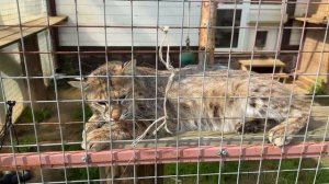 БОБКЭТ РУФУС ОБОЗЛИЛСЯ НЕ НА ШУТКУ / Радостные новости