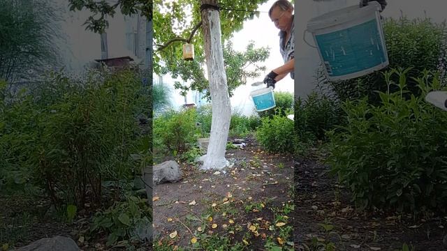 Белю ствол у яблони.