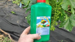 Самая обязательная обработка винограда после цветения - сделайте ее прямо сейчас