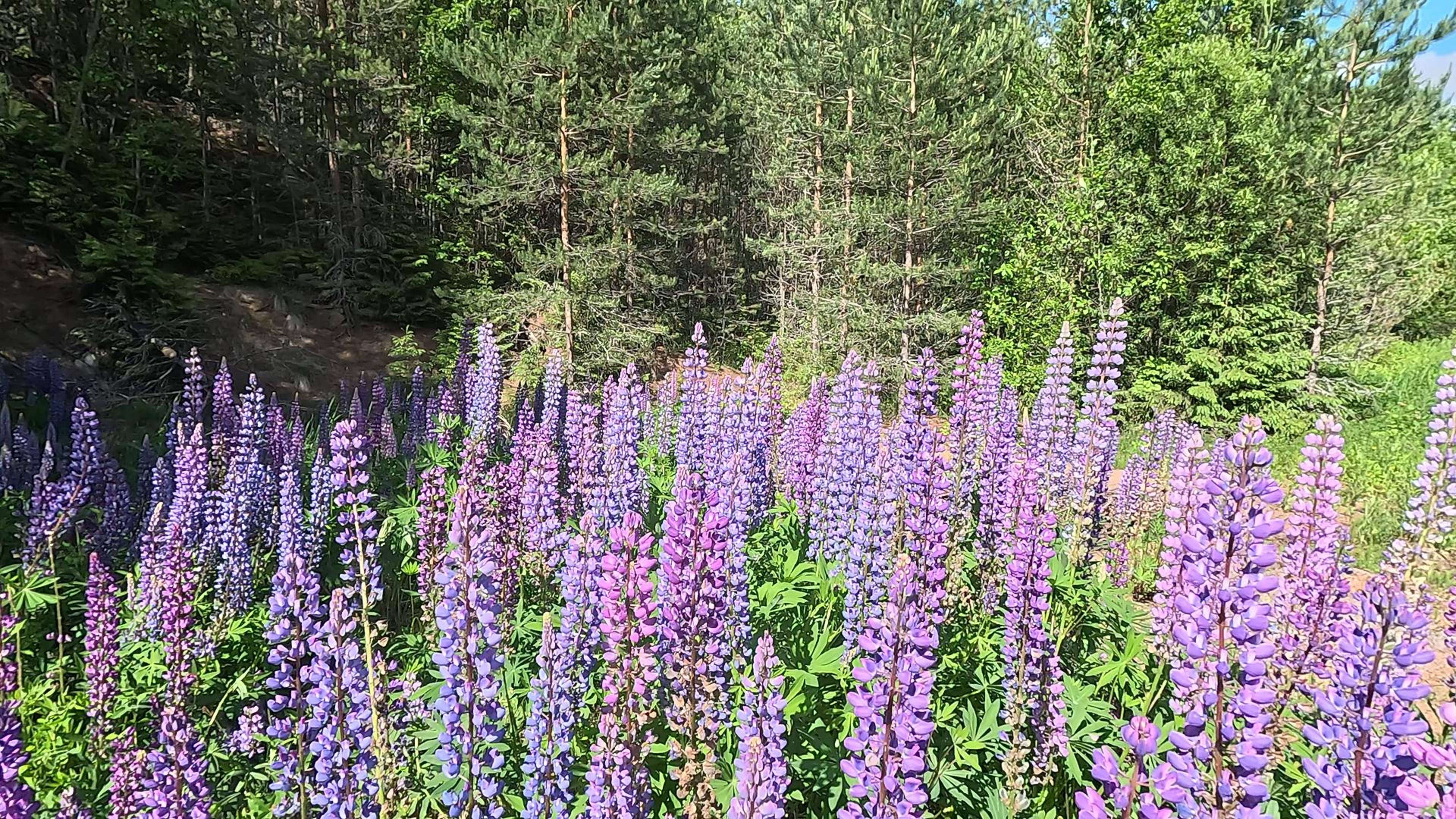 г. Тотьма интересные факты: Цветок Люпин (lupus-волк). Шестой выпуск. смотреть онлайн