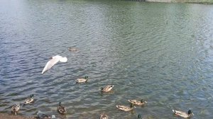 ВОЛШЕБНЫЙ МИР РЕЛАКСА