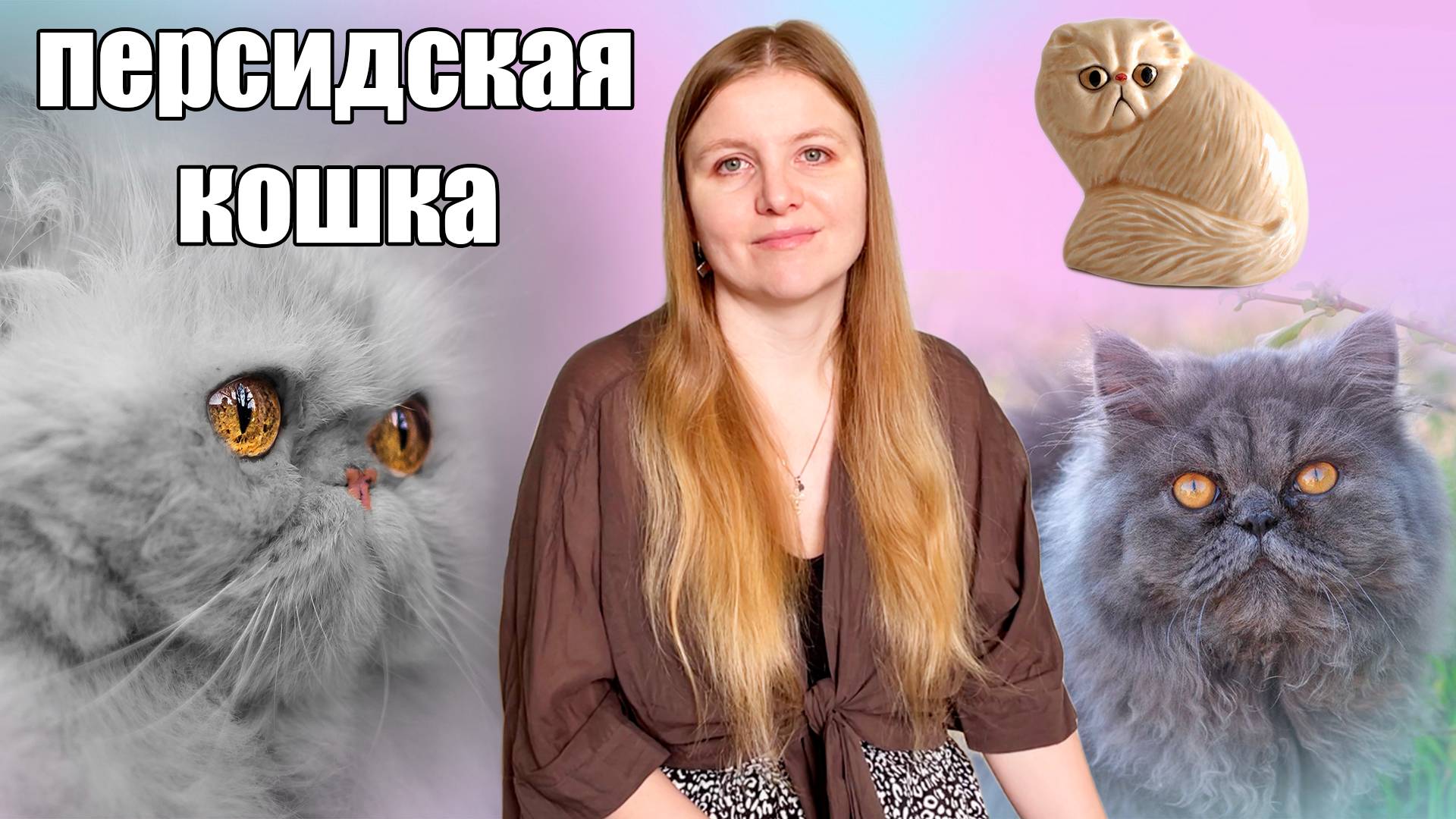 Персидская кошка. История и особенности породы смотреть онлайн