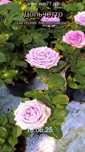 Роза Дольчетто. Обзор за минуту!