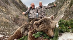 Охота на  Кавказского бурого  медведя 2025 г. -