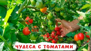 Чудеса с томатами 2025! Низкорослые и высокорослые томаты в открытом грунте