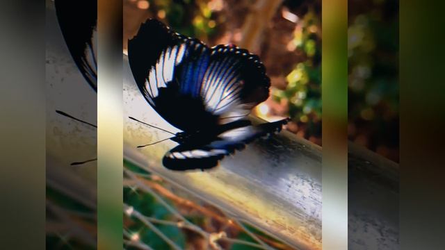 С ДНЁМ БАБОЧЕК! 🦋🦋🦋🥰 смотреть онлайн