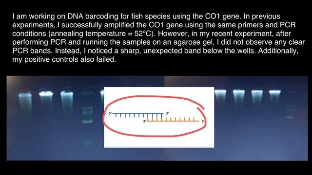 How Primer dimer contamination looks like? смотреть онлайн