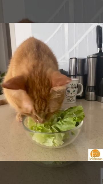 Киса-Веган в действии 😉