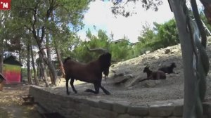 Геленджик. Сафари Парк. Мое мнение. Не советую