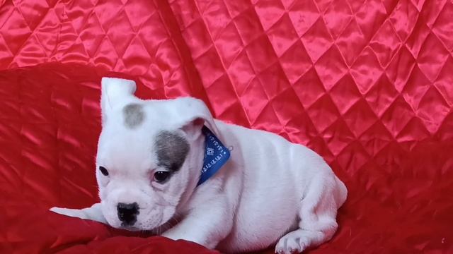 Англо-французские бульдоги