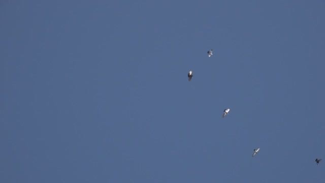 Соревнования среди высоколетно-бойных пород голубей смотреть онлайн