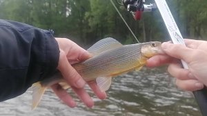 Рыбалка на ХАРИУСА в ТАЙГЕ с СЕРЁГОЙ. УХА на костре. Рыбалка на ХАРИУСА. Отличный отдых.Река Сукпай.