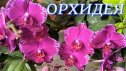 №1092/ СВЕЖИЕ шикарные ОРХИДЕИ в маг. ОРХИДЕЯ смотреть онлайн